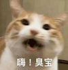萌宠 猫咪 嗨臭宝 呆萌 可爱