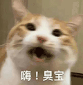 萌宠 猫咪 嗨臭宝 呆萌 可爱