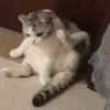 萌宠 猫咪 问号 呆萌 可爱