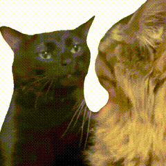 萌宠 猫咪 懵 呆萌 可爱