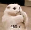 萌宠 猫咪 抱拳了 呆萌 可爱