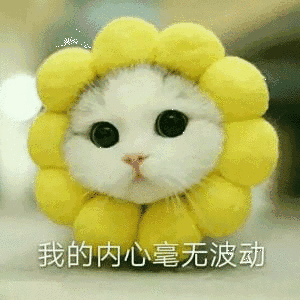 猫咪可爱大眼睛内心毫无波动gif动图_动态图_表情包下载_soogif