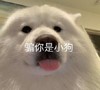 萌宠 汪星人 骗你是小狗 说谎 搞怪 呆萌