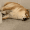 萌宠 狗狗 累了 呆萌 可爱