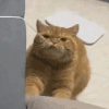萌宠 猫咪 咬 呆萌 可爱