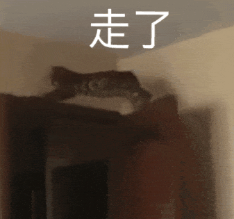 猫咪 可爱 搞怪 日常