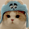 萌宠 猫咪 无辜 呆萌 可爱