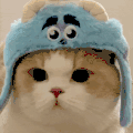 萌宠 猫咪 无辜 呆萌 可爱