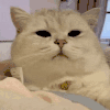 萌宠 猫咪 困 呆萌 可爱