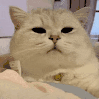 萌宠 猫咪 困 呆萌 可爱
