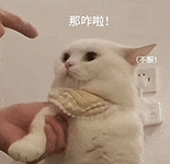 萌寵 貓咪 呆萌 可愛