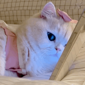 萌宠 猫咪 看着你 呆萌 可爱