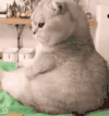 萌宠 猫咪 em 呆萌 可爱