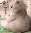 萌宠 猫咪 em 呆萌 可爱