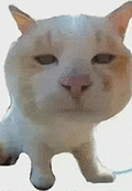 萌宠 猫咪 懵 呆萌 可爱