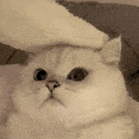 萌宠 猫咪 盯 呆萌 可爱