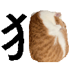 萌宠 猫咪 猫 呆萌 可爱