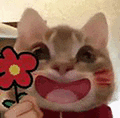 萌宠 猫咪 花 呆萌 可爱