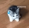 萌宠 猫咪 ？ 呆萌 可爱