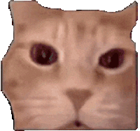 猫meme 可爱 搞怪 沙雕