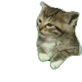 萌宠 猫咪 困 呆萌 可爱
