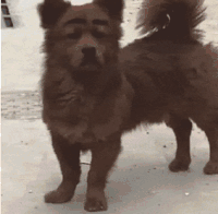 萌宠 狗狗 眉毛 呆萌 可爱
