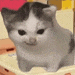 萌宠 猫咪 生气 呆萌 可爱
