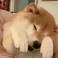 萌宠 狗狗 困了 呆萌 可爱