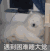 萌宠 狗狗 遇到困难睡大觉 呆萌 可爱