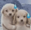 萌宠 狗狗 流汗 呆萌 可爱