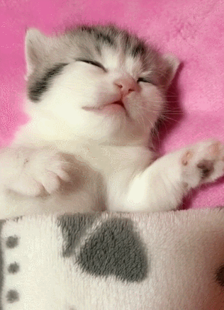 猫咪瞌睡表情包图片
