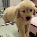 萌宠 狗狗 吐舌 呆萌 可爱