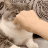 萌宠 猫咪 胡子 呆萌 可爱