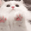 萌宠 猫咪 爪子 呆萌 可爱