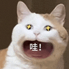 萌宠 猫咪 哇 呆萌 可爱