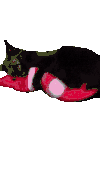 萌宠 猫咪 鬼畜 呆萌 可爱