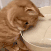 萌宠 猫咪 摸 呆萌 可爱