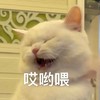 萌宠 猫 哎呦喂 生气 呆萌 可爱
