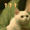 萌宠 猫咪 ？？？ 呆萌 可爱