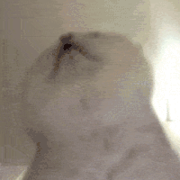 萌宠 猫咪 下巴 呆萌 可爱