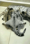 萌宠 猫咪 趴着 呆萌 可爱