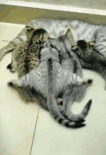 萌宠 猫咪 趴着 呆萌 可爱