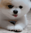 萌宠 狗狗 流口水 呆萌 可爱