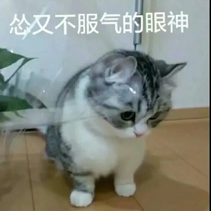 不妥表情包里的那只猫图片