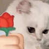 萌宠 猫咪 花 呆萌 可爱