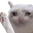 萌宠 猫咪 好奇 呆萌 可爱