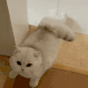 萌宠 猫咪 伸懒腰 呆萌 可爱