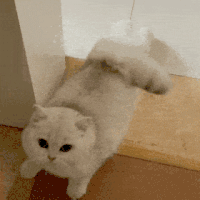 萌宠 猫咪 伸懒腰 呆萌 可爱