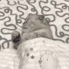 萌宠 猫咪 睡觉 呆萌 可爱