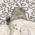 萌宠 猫咪 睡觉 呆萌 可爱